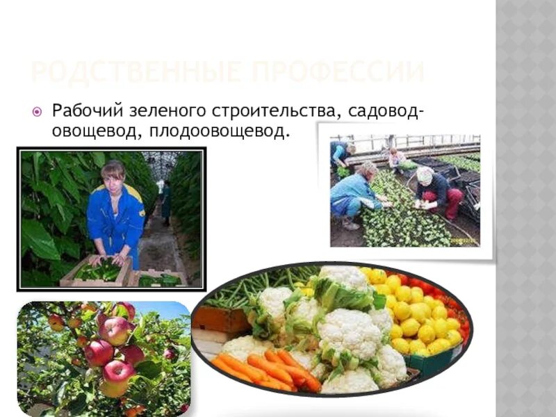 Какое практическое значение имеет процедура для овощевода. Садовод и овощевод. овощевод профессия. профессии овощевод и садовод. детям в старшей группе о овощеводах профессия.