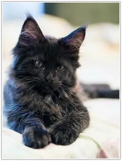 Черный котенок мейн куна