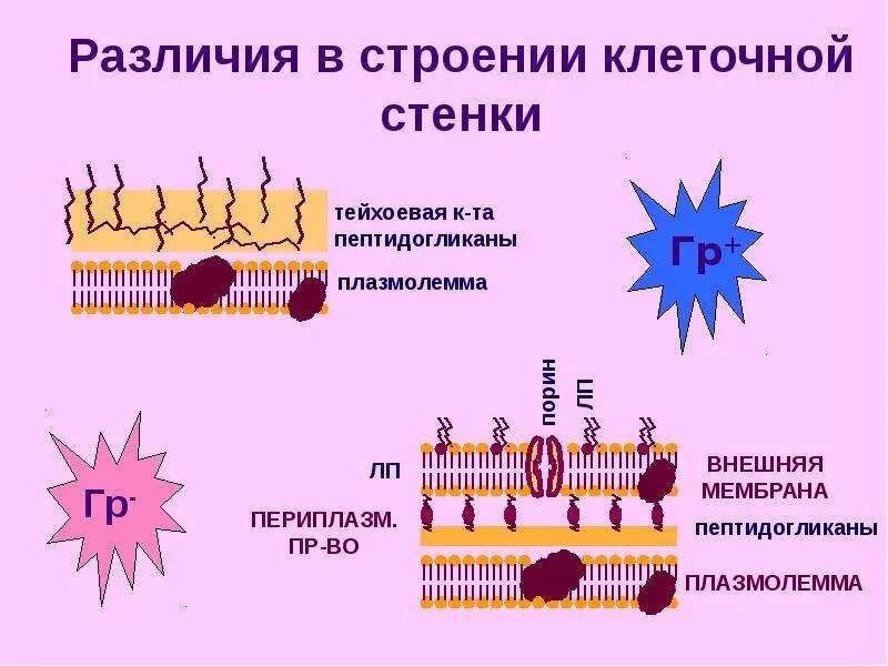 Грамм плюс грамм минус. Строение клеточной стенки грам и грам- бактерий. Строение стенки грамположительных и грамотрицательных бактерий. Клеточная стенка грамположительных и грамотрицательных бактерий. Окрашивание грамм отрицательных бактерий.