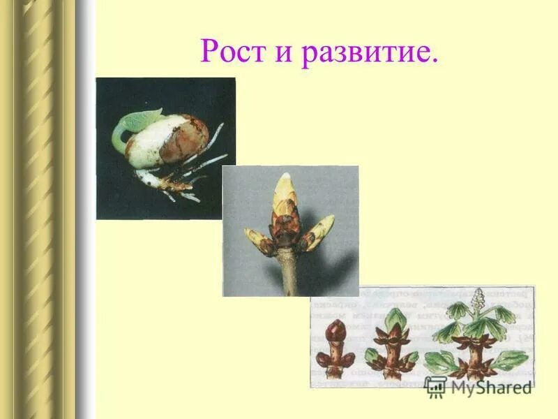 Юный биолог. , формат а1, лам. Занятия в точке роста по биологии. Таблицы демонстрационные биология. Занятия в точке роста по биологии.