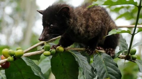 Brother musang