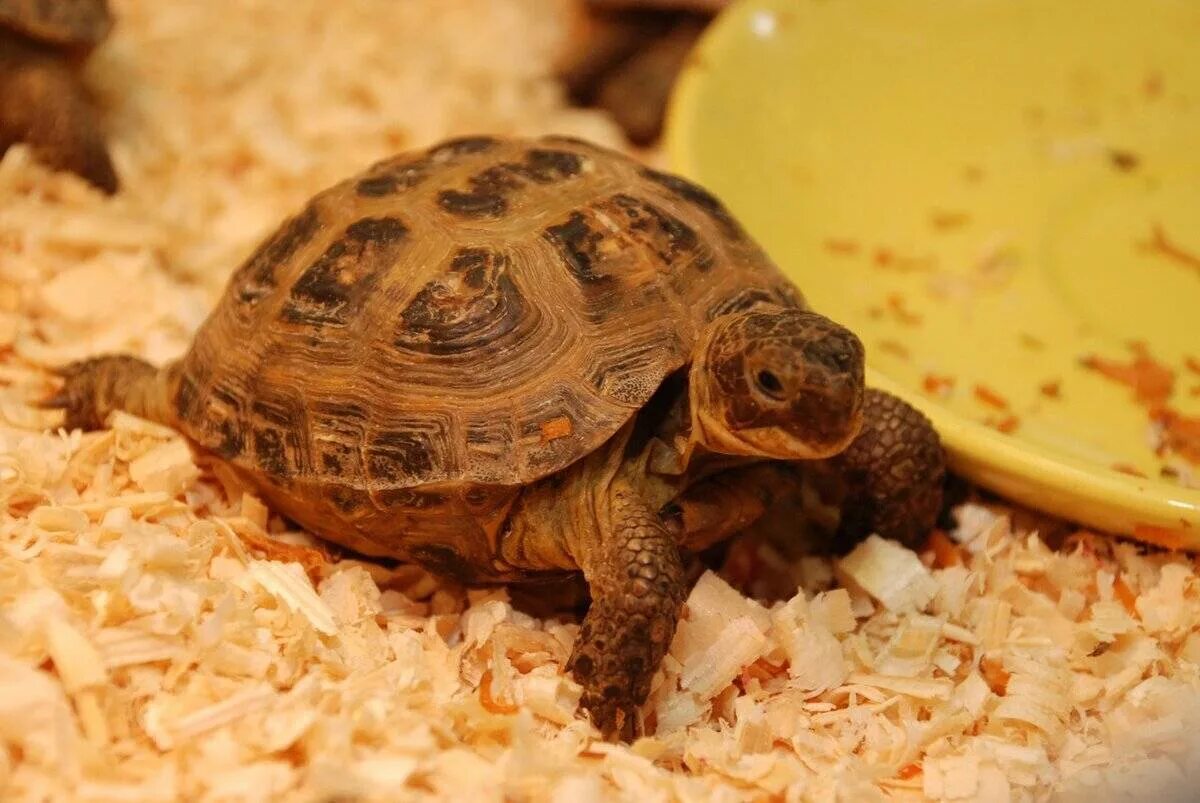 Сколько живут черепахи в домашних условиях сухопутные. Среднеазиатская черепаха. Черепашка Среднеазиатская сухопутная. Среднеазиатская черепаха маленькая. Среднеазиатская черепаха домашняя.