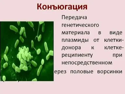 Наследственный материал бактерий представлен