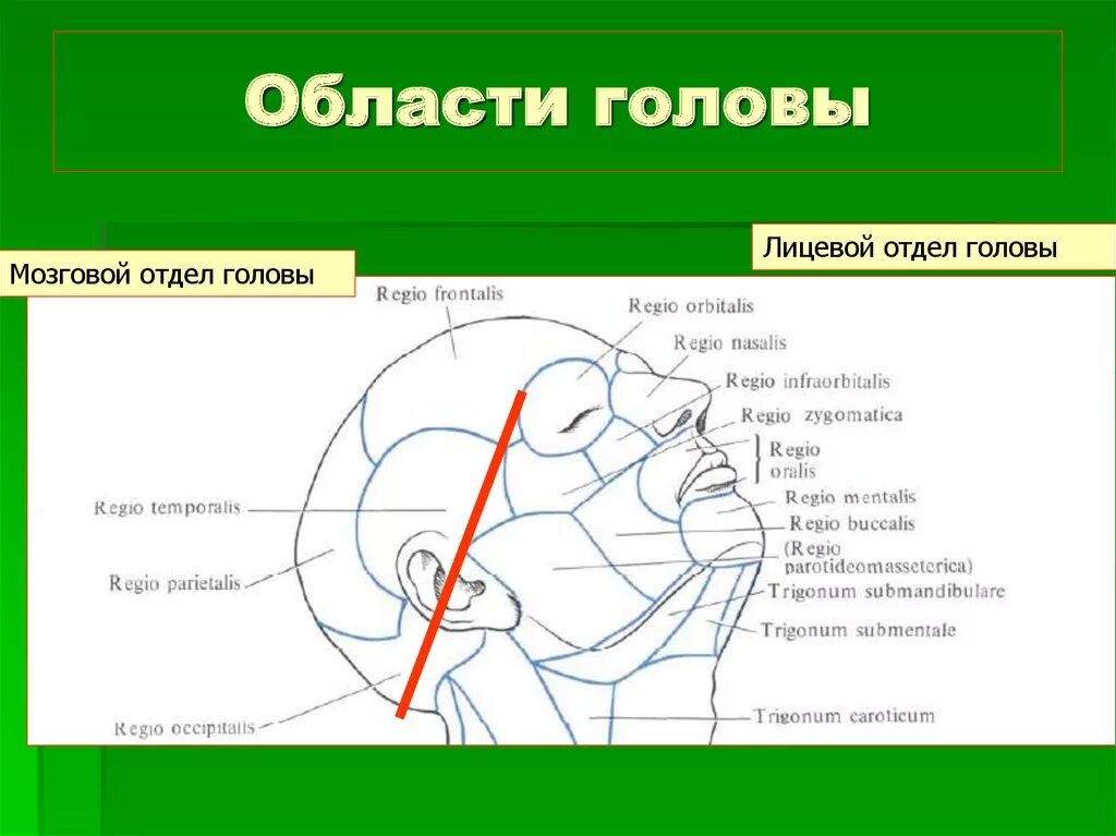 Мозговой отдел головы топографическая анатомия. Границы внешние ориентиры мозгового отдела головы. Области мозгового отдела головы топографическая анатомия. Области лицевого отдела головы топографическая анатомия. Отдел затылок