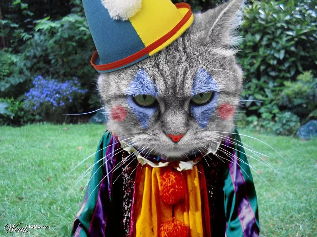 Котэ алиса. Печальный кот. Котэ алиса. Кот коби фото. Белая кошка сидит.