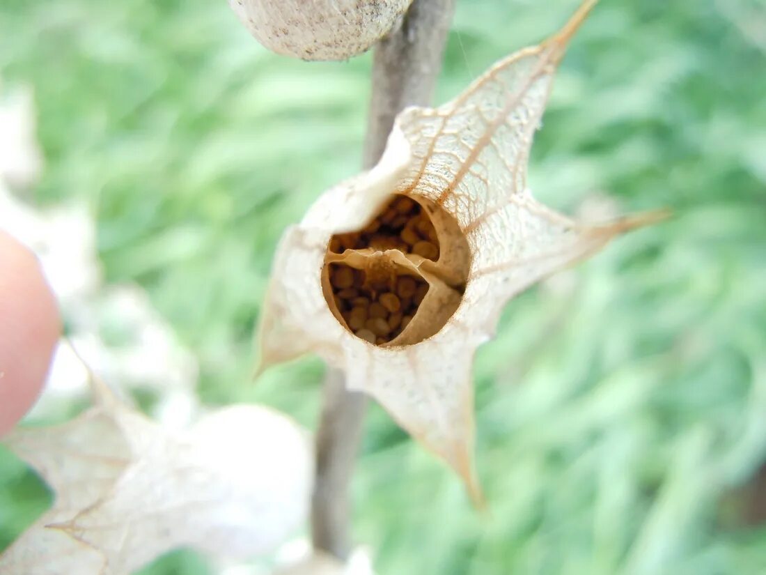 Hyoscyamus niger с плодами. Крыночка белены. Плод коробочка белена. Коробочка белены. Коробочка белены.