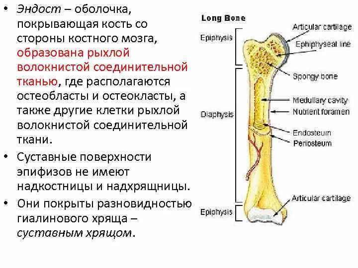 Функции костного мозга в трубчатой кости. Надкостница, эндост. Костный мозг. Строение кости эндост периост. Строение кости надкостница. Эндост трубчатой кости.