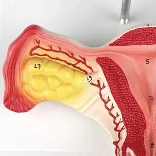 Gozallik favvoraga oxshaydi