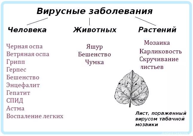 Болезни вызываемые вирусами таблица. Вирусные заболевания биология. Заболевания вызываемые вирусами биология. Вирусы болезни вызываемые вирусами.