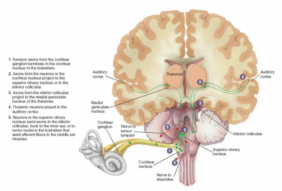 Слуховой нерв в мозге. Слуховой нерв отдел мозга. Анатомия улитки, проводящие пути слухового нерва. Слуховой анализатор слуховой нерв. Проводящие пути слухового нерва.