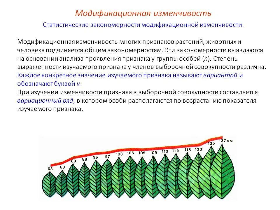 Модификационная изменчивость у растений. Непрерывная изменчивость. Статистические закономерности модификационной изменчивости. Проявление модификационной изменчивости у растений. Примеры модификационных изменений