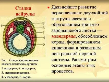 Стадия нейрулы мезодерма