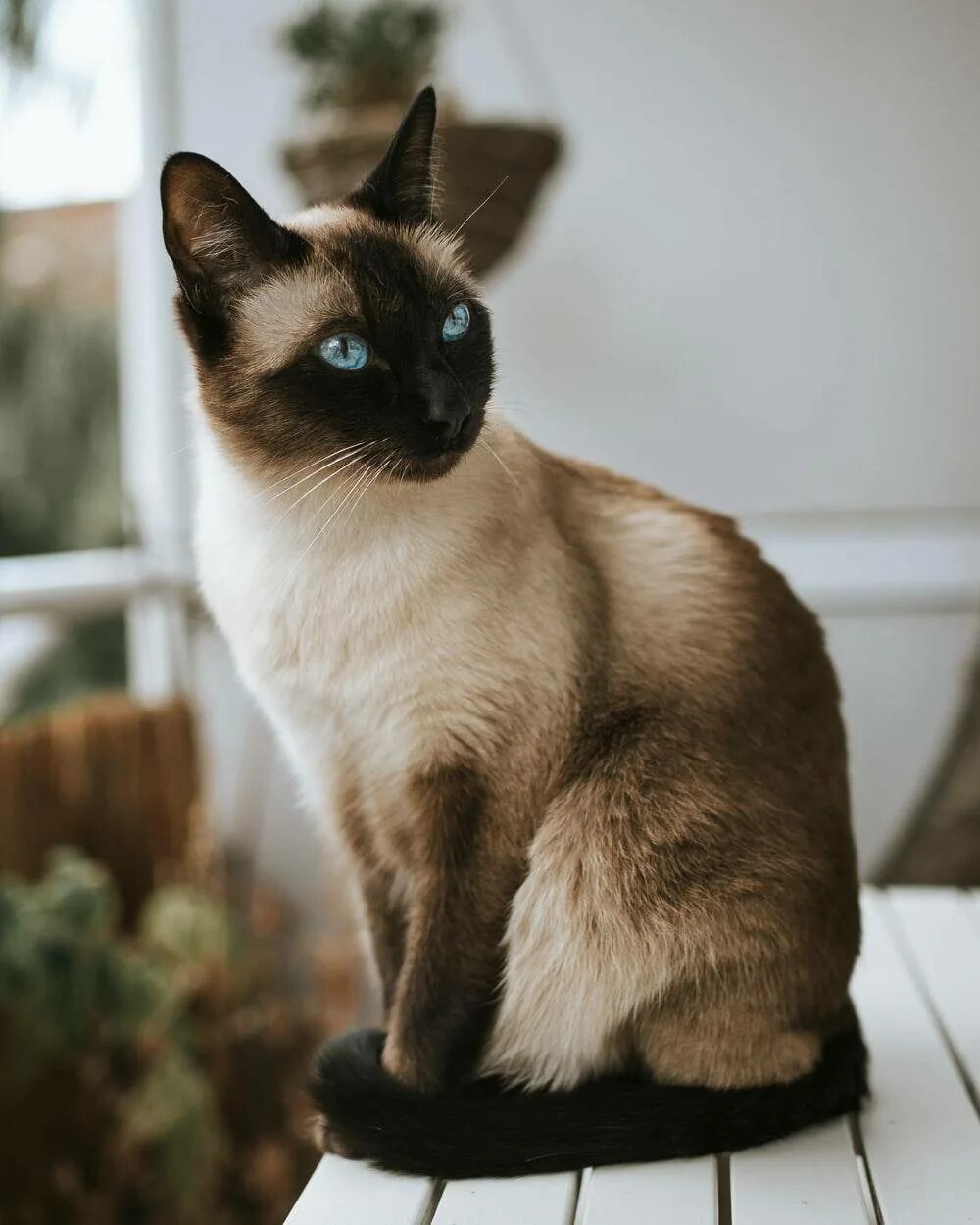 Фото сиамской породы. Сиамская кошка. кот сиамской породы. сиам кошка сиамская. кот тайской породы.