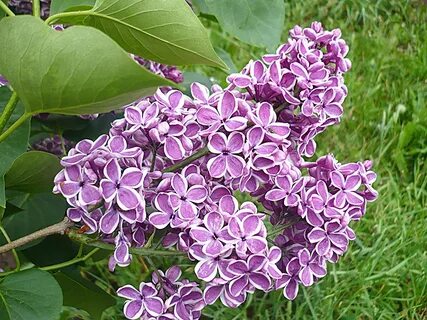 Сирень разбор 1