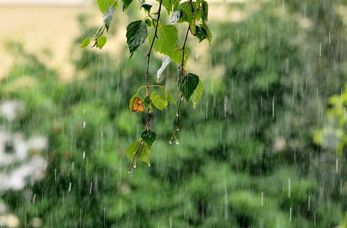 Весною дождь какой. Летний дождь. Лето дождь. Весенний дождь.