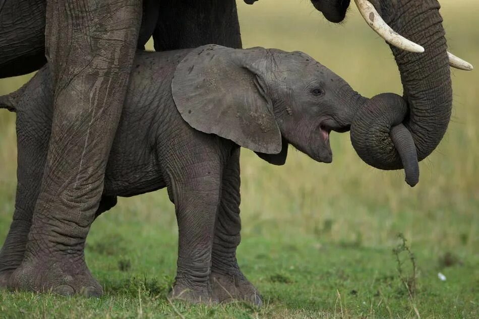 Слон слониха Слоненок Слонята. Слон с детенышем. Слониха со слоненком. Фото слонов. Play elephant