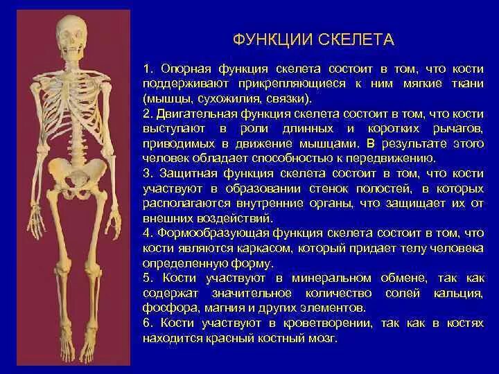 Укажите функции костей. Функции твердого скелета. Функции скелета человека. Общие понятия скелета человека. Роль скелета в организме человека.