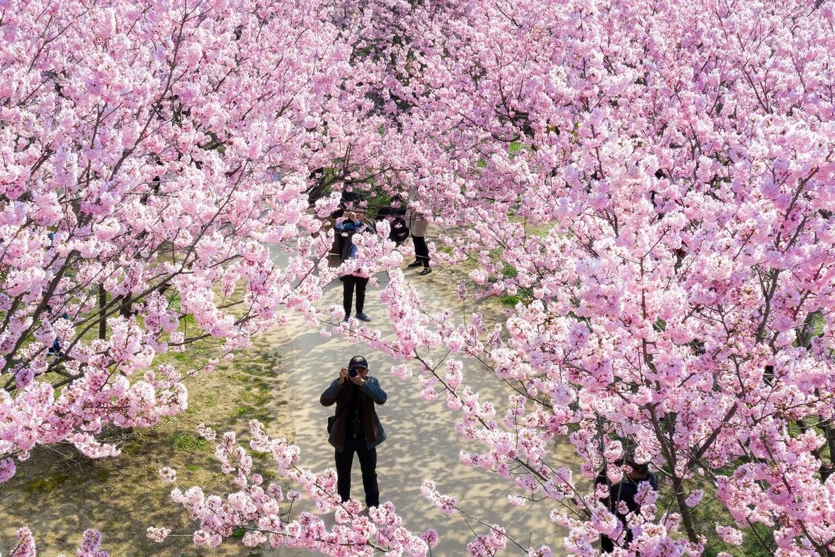 Черри блоссом в Токио. Сомэй Ёсино Сакура. Праздник цветения вишни Сакуры в Японии. Деревья Сакуры в Токио.