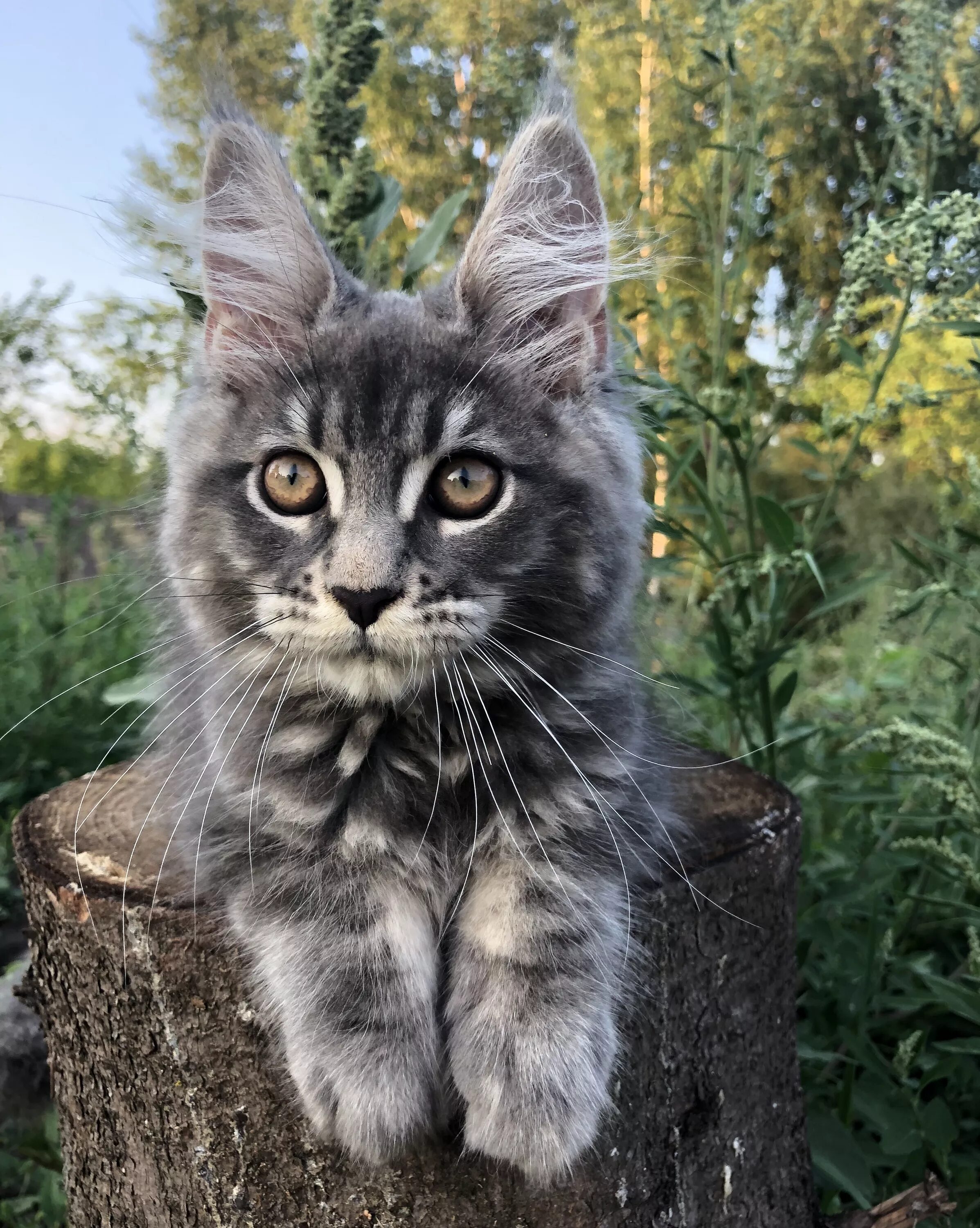 Куна лесная. Мейн кун полукровка. Мейн кун черный мрамор. Skogkatt - норвежская лесная кошка. Сибирская кошка мейн кун норвежская лесная.