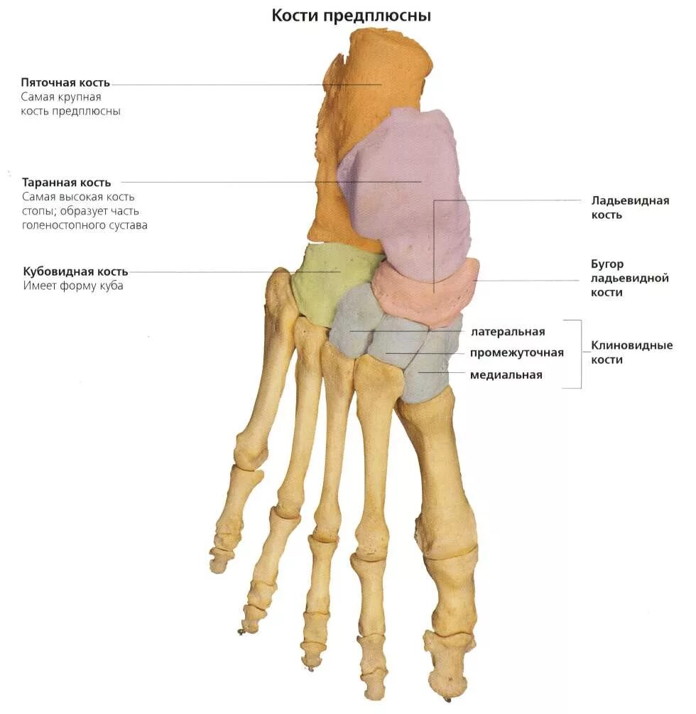 Кости предплюсны стопы анатомия. Ладьевидная клиновидная кость стопы. Клиновидные кости стопы анатомия. Строение стопы плюсна предплюсна.