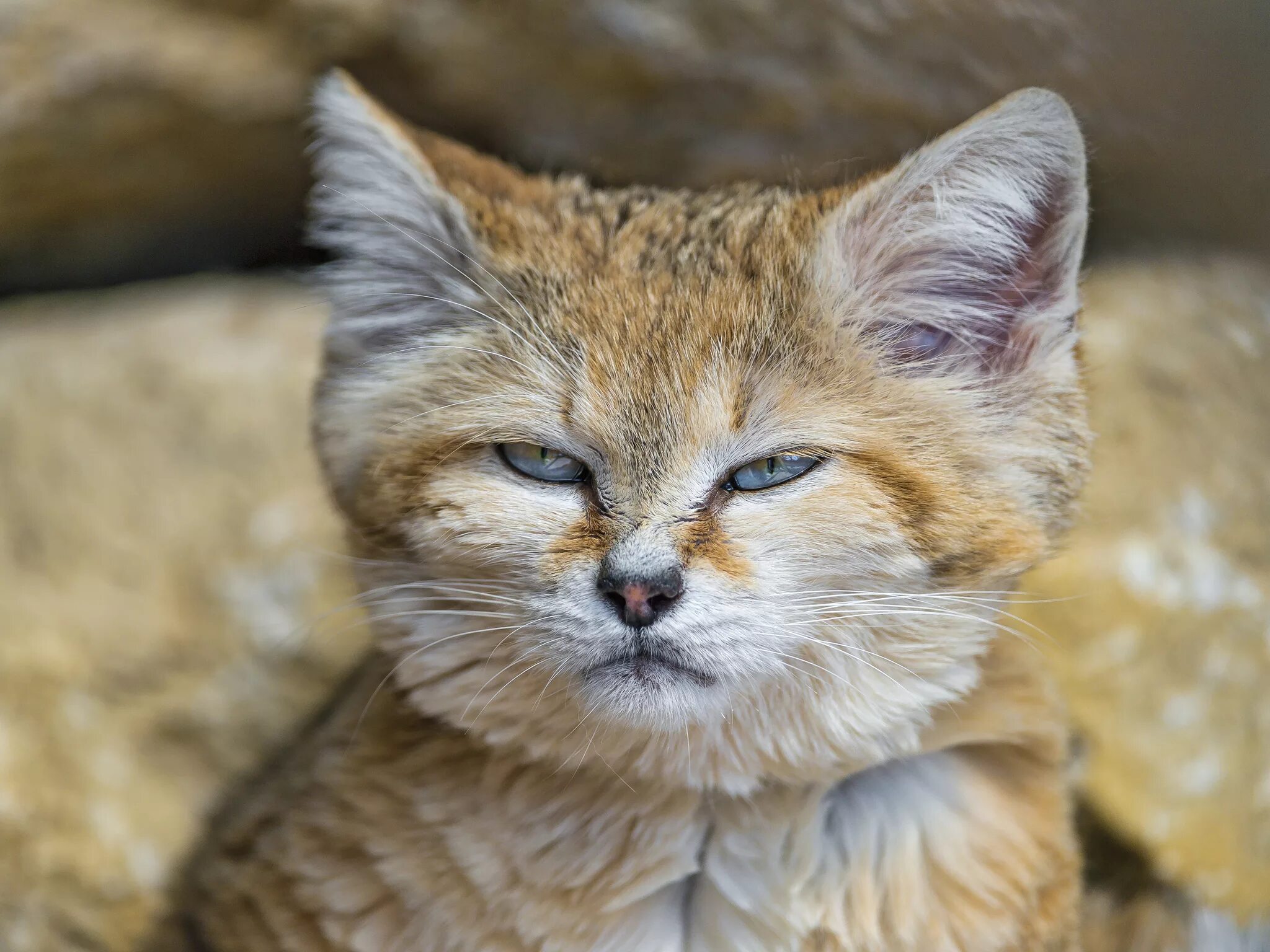 Кошка узким. Барханный кот. песчаная барханная кошка. котята барханной кошки. барханный кот котята.