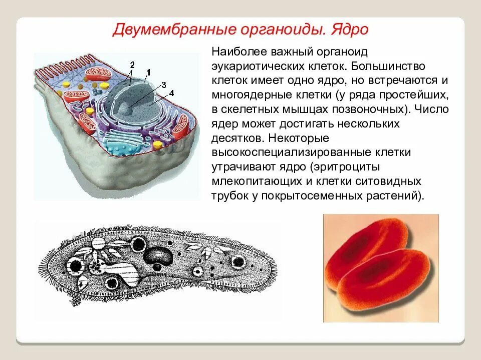 Лизосомы двумембранные. Двумембранные органеллы функции. Строение ядра двумембранных органоидов. Двухмембранные органоиды ядро строение. Строение клетки. Двумембранные органеллы.