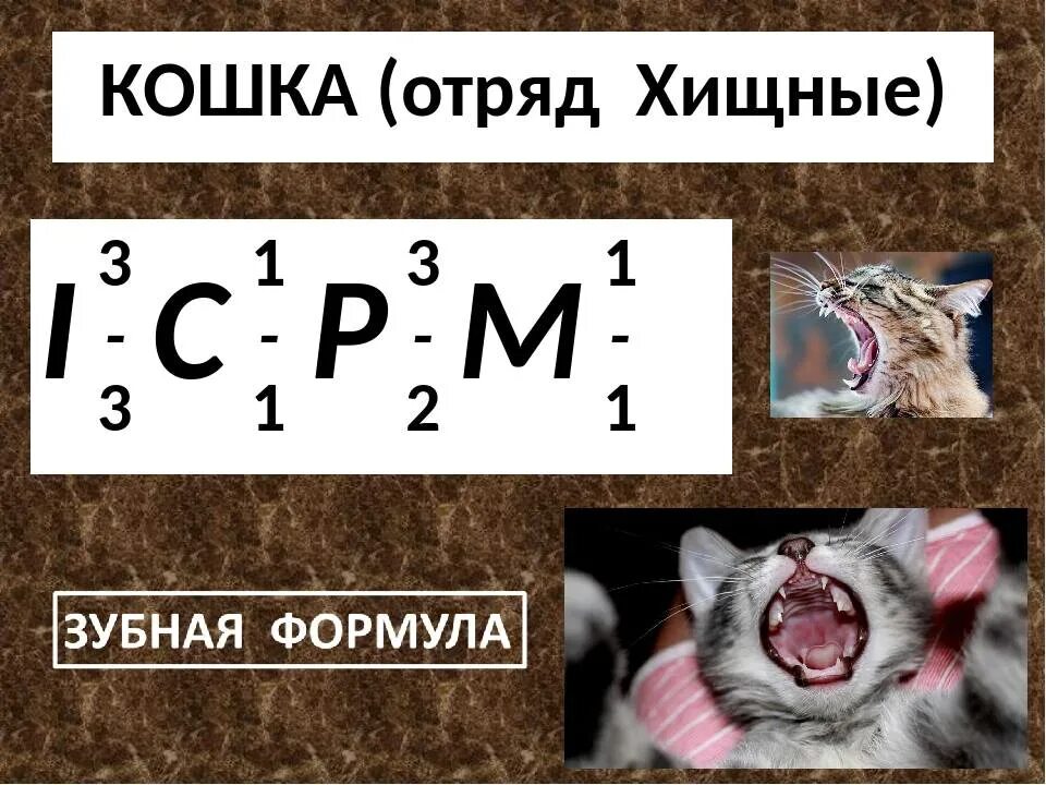 Сколько зубов у млекопитающих. Зубная формула кошачьих. Зубная формула котов. Зубная формула кошки схема. Зубная формула хищных.
