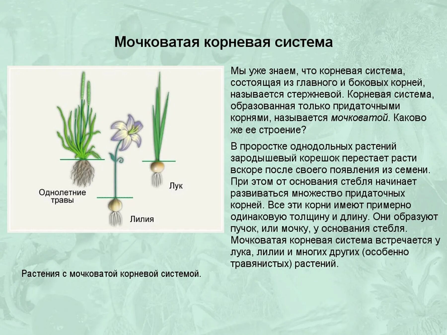 Растений имеют мочковатую корневую систему. Растения с мочковатой корневой. Растение с мычковойи системой. Растения с мочковатой корневой системой примеры. Растение с мочкавитая корнем.