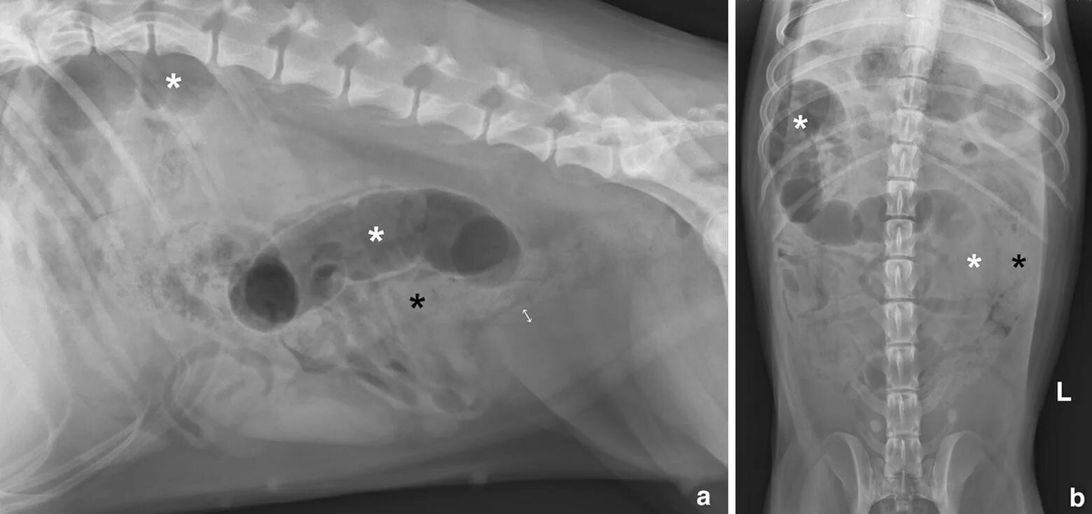 Лимфома брюшной. Пиометра на рентгене у собак. Рентген брюшной полости собаки.