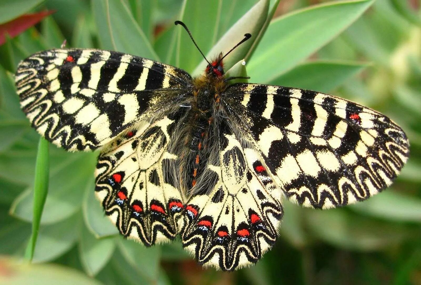 Название самых красивых бабочек. Ядовитая бабочка Аризоны. Гималайская пятнистая Королевская бабочка. Парусник Поликсена. Поликсена бабочка.