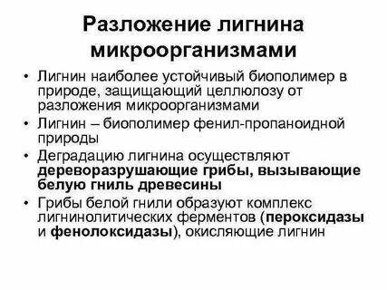 Способны расщеплять целлюлозу