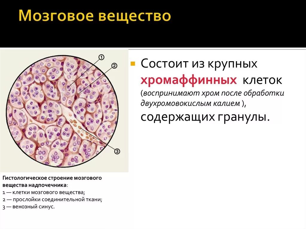 Слои клеток головного мозга. Хромаффинные клетки надпочечников гистология. Хромаффинные клетки мозгового вещества надпочечников. Строение мозгового вещества надпочечников гистология. Хромаффинные клетки мозгового слоя надпочечников.