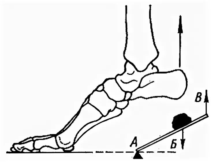 2 рычаг в скелете человека. Рычаги в биомеханике. Рычаг равновесия биомеханика. Точка опоры в биомеханике. Рычаг силы.