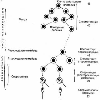 Сперматоцит ii порядка содержит хромосом