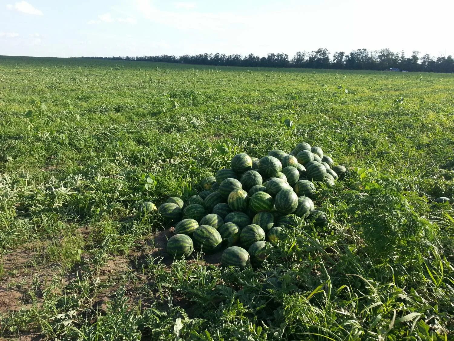 Бахча арбузов. Собирать бахчу. Собирать бахчу. Урожай дыни. Арбуз на бахче.