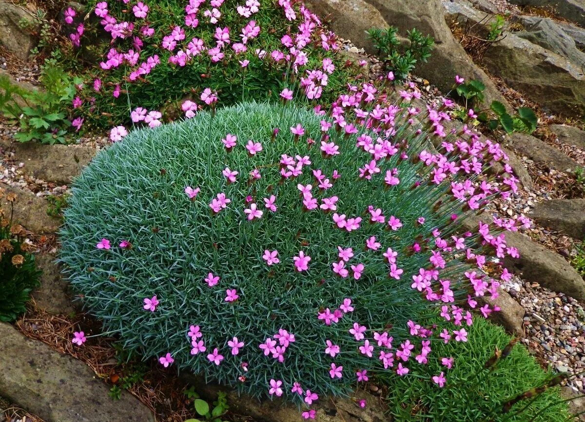 Гвоздика травянка Альпийская. Гвоздика Альпийская Dianthus Alpinus. Почвопокровные многолетники гвоздика травянка. Гвоздика травянка (Dianthus deltoides). Гвоздика почвопокровная