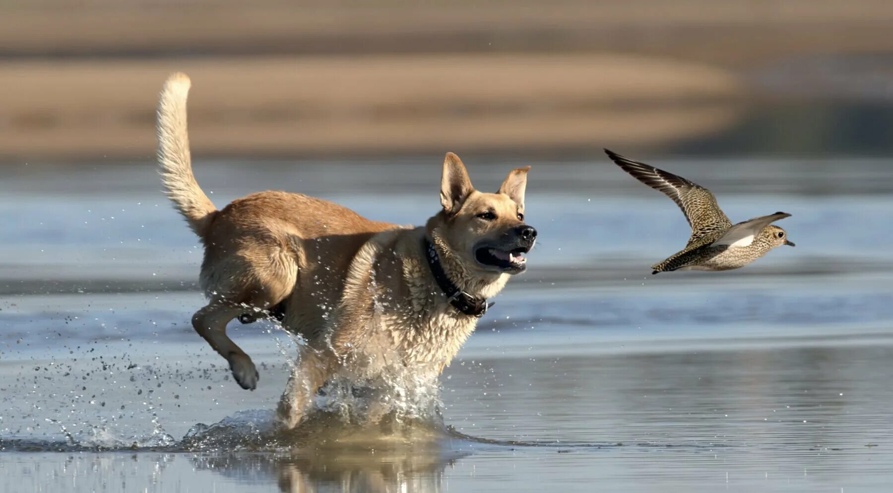 Кошка гонится. Собака бежит. Собака бежит по воде. Щенок бежит. Бег с собакой.
