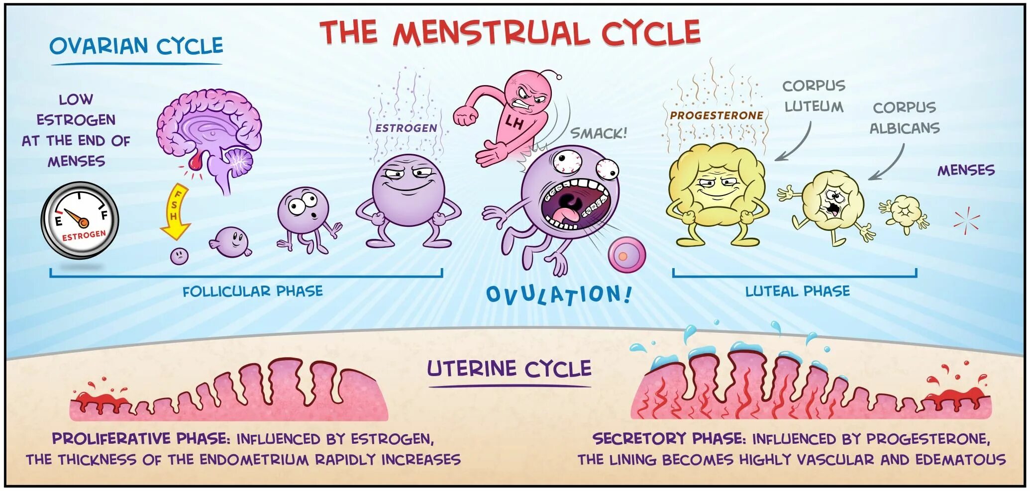 Либидо цикл. Менструальный цикл яичниковый овариальный. Менструальный цикл картинки. Рисунок менструационного цикла. Менструальный цикл рисунок.