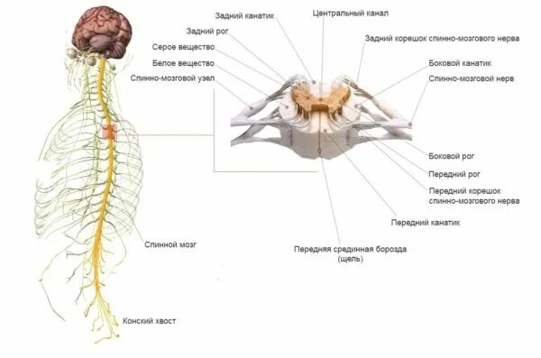 Лучшие центральные каналы. Нервная система спиннрй МОЗГАНАТОМИЯ. Нервная система схема спинного мозга. Нервная система спинной мозг анатомия. Центральная система спинной мозг.