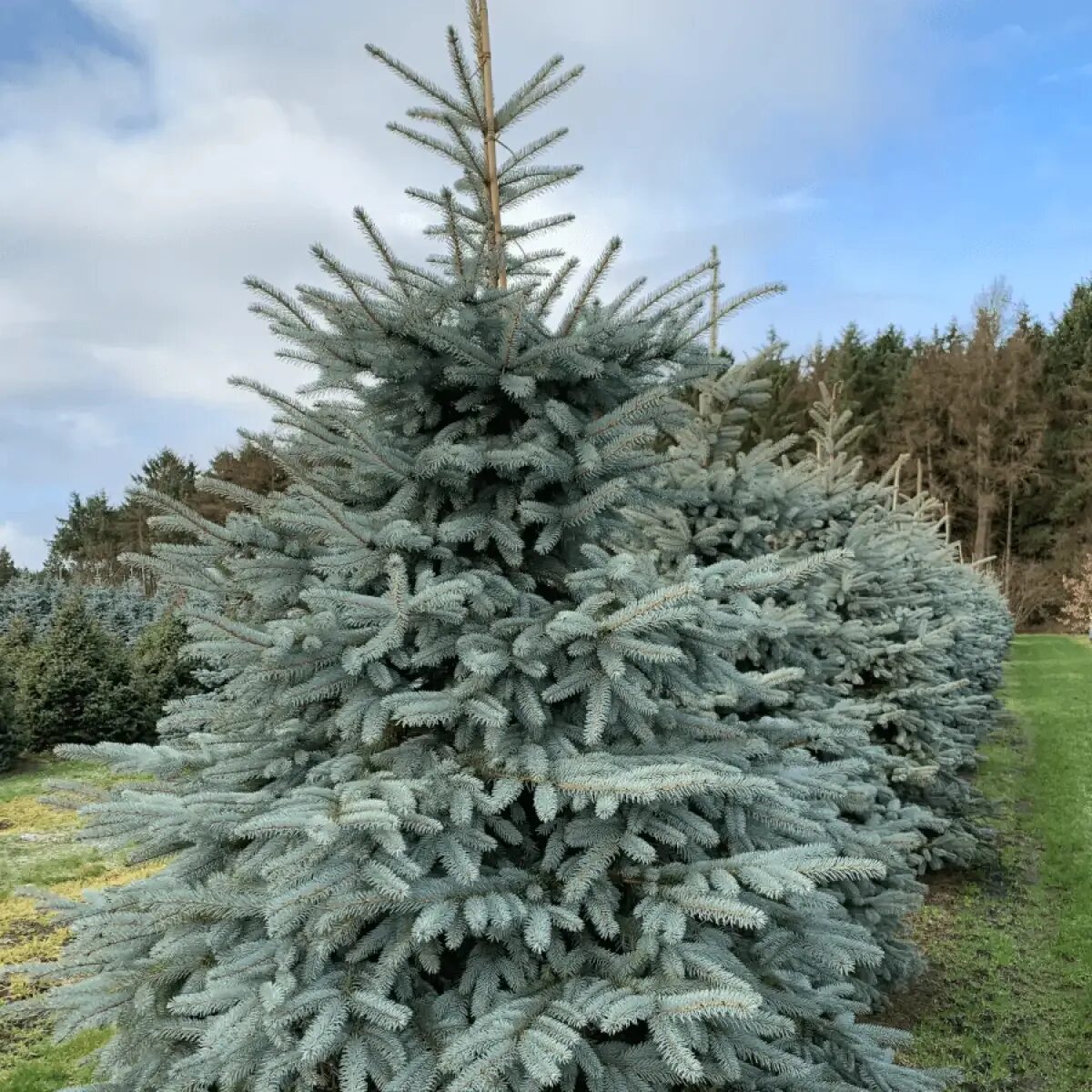 Ель голубая в городе. Лесхоз ростовской области. Голубая ель в крыму. Ель колючая голубая глаука. Ель колючая сизая зелёная.