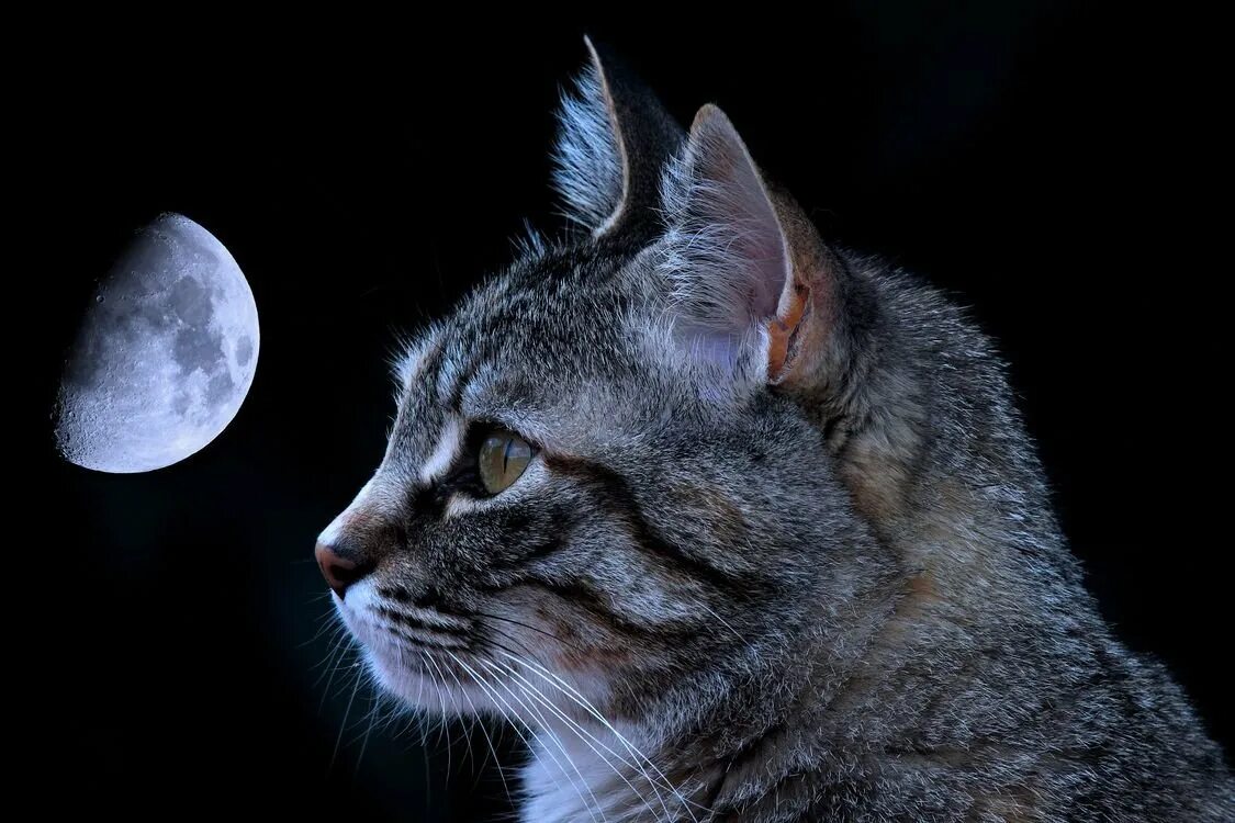 Песни лунный кот. Лунные кошки. Кот на Луне. "Лунный кот". Ночная кошка.