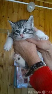 Авито ставрополь котенок в добрые руки