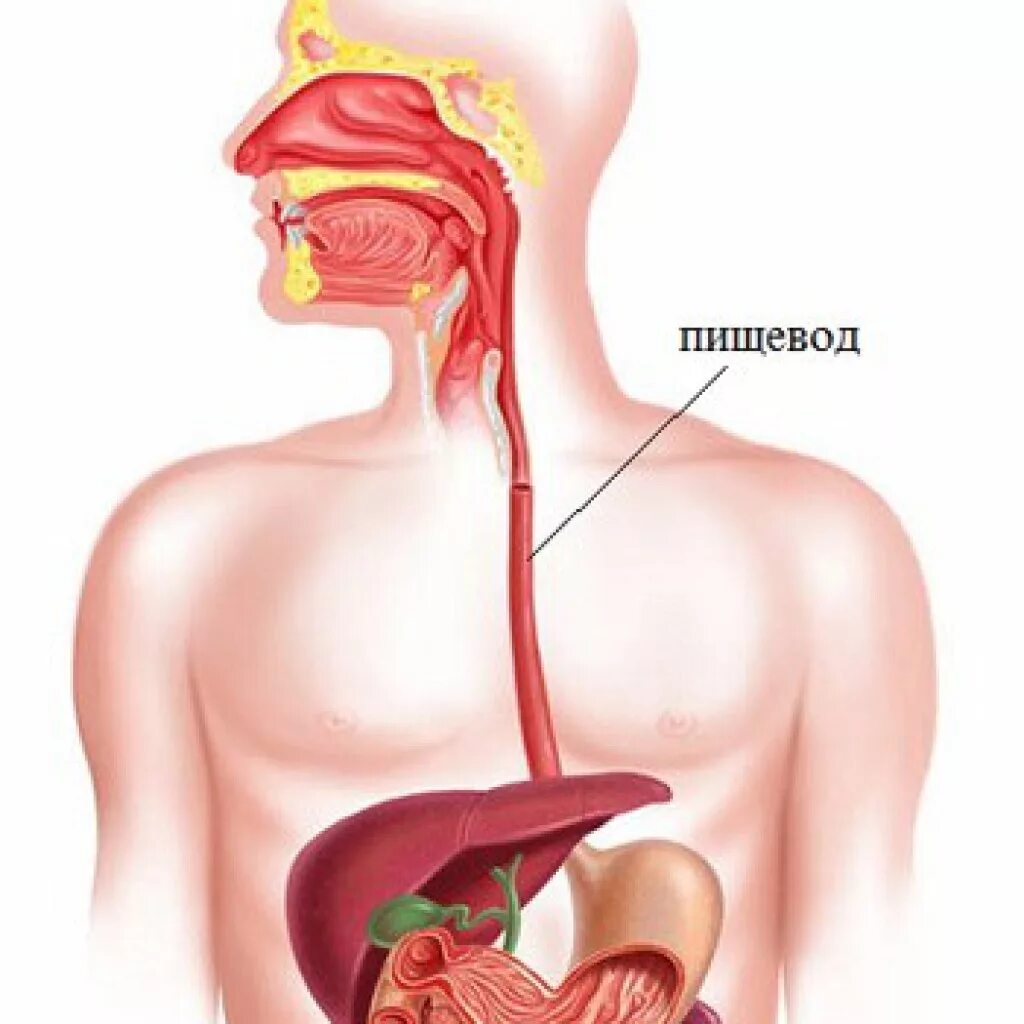 Пищевод работа. Пищевод человека. Пищевод анатомия человека. Пищевод и желудок анатомия человека. Строение пищевода.