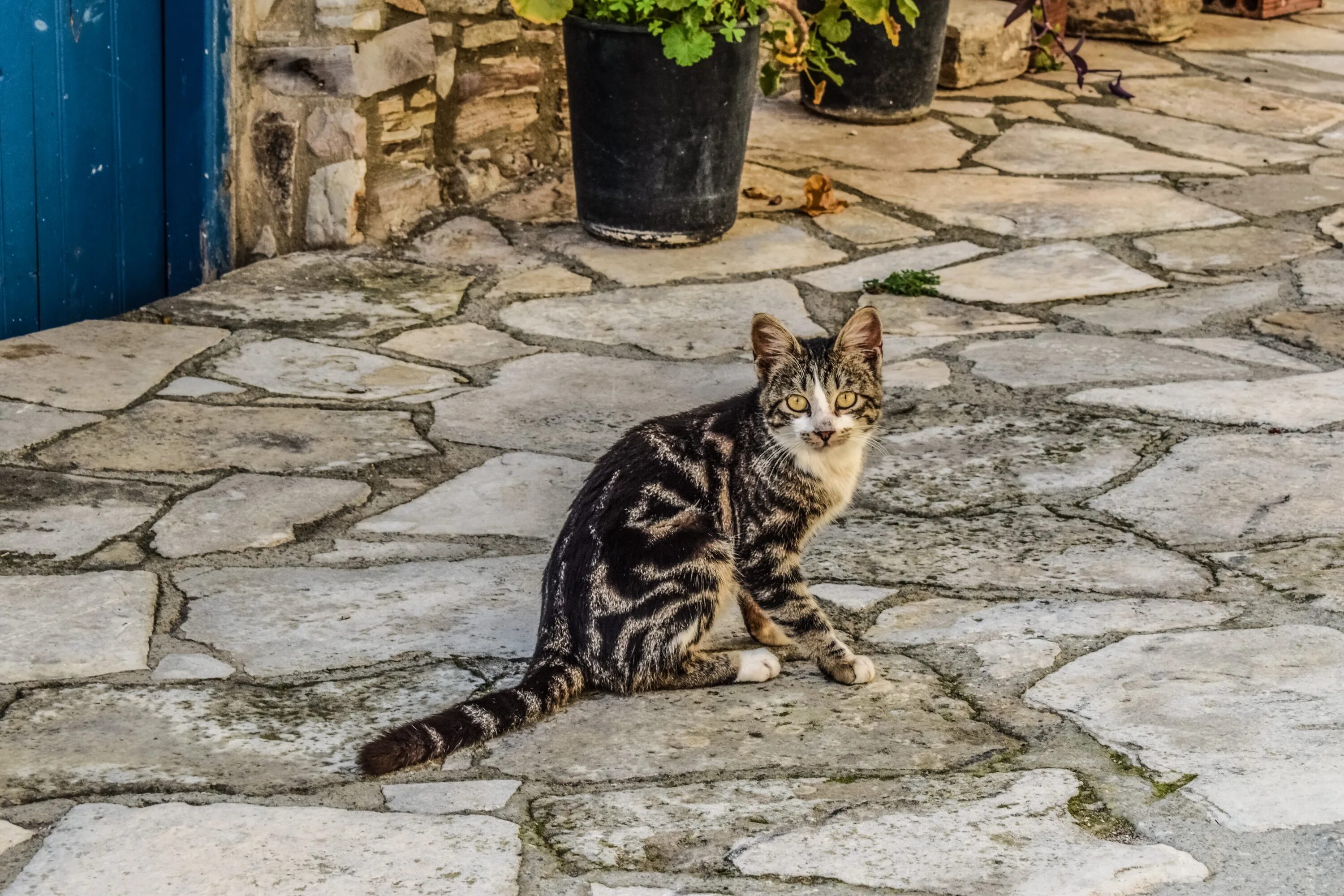 Кот гуляет по улице. Котенок икает. Икота у котика. Ирландия кошки на улицах.