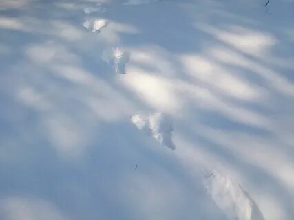 На скатерти снегов охотники увидят