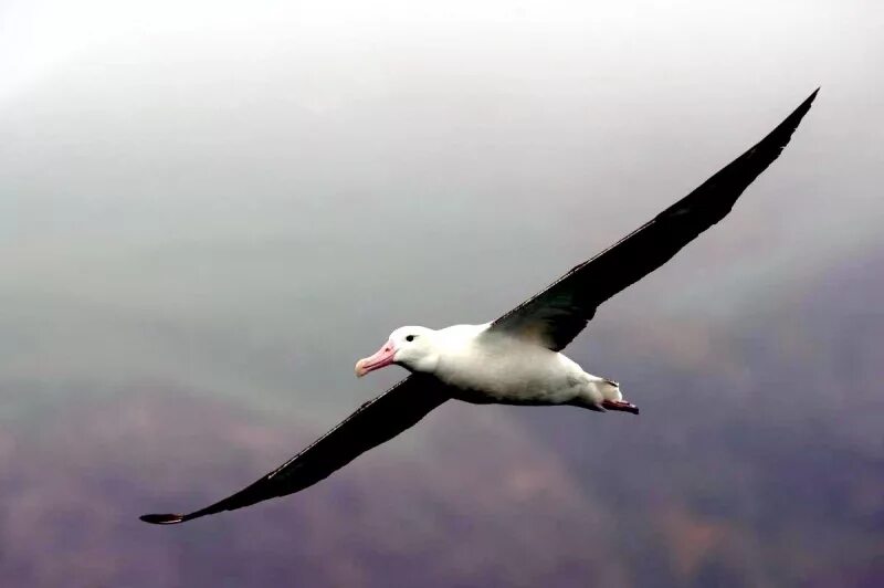 Буревестник птица фото в полете World’s most threatened seabirds visit remote plastic pollution hotspots Univers