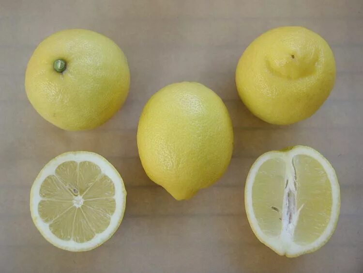Гибрид лимона как называется. Лисбон сорт лимона. Лимон Лисбон описание сорта. Лимон Лисбон цветет. Лимон гибрид.