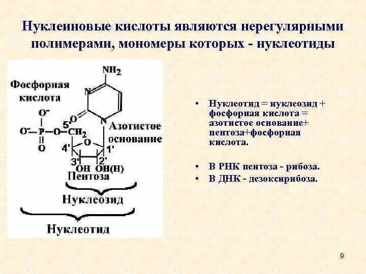 Строение нуклеиновых кислот. Нуклеотиды и нуклеиновые кислоты. Структура нуклеиновых кислот. Мономер нуклеотид.