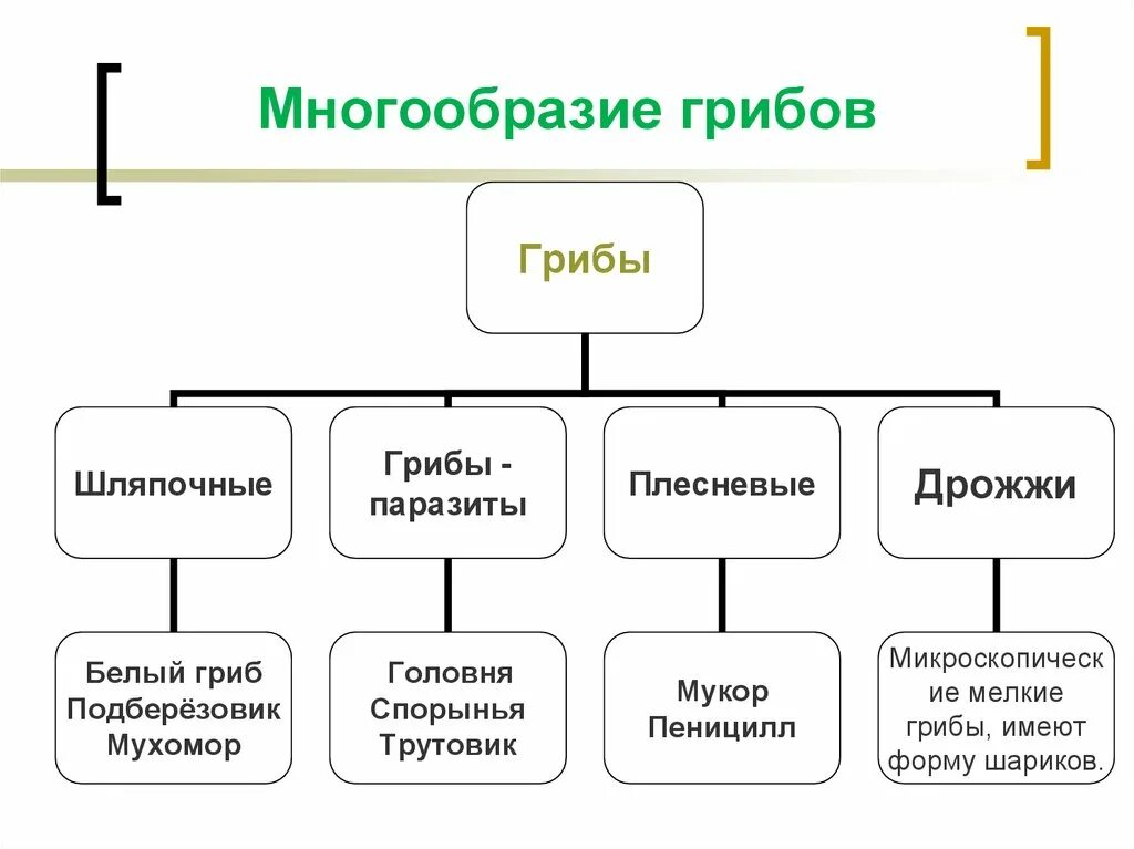 Опираясь на фрагмент многообразие. Царство грибы многообразие грибов. Многообразие грибов строение плесневых грибов. Шляпочные грибы плесневые грибы таблица. Сообщение о многообразии грибов 5 класс биология.