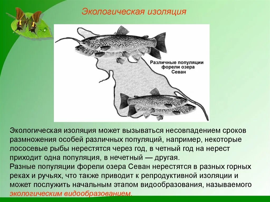 Географическая изоляция популяций примеры. Экологическая изоляция. Экологическая изоляция популяции. Экологисеквя изоляции. Экологическая изоляция примеры.